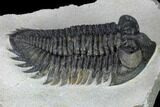 Coltraneia Trilobite Fossil - Huge Faceted Eyes #165842-5